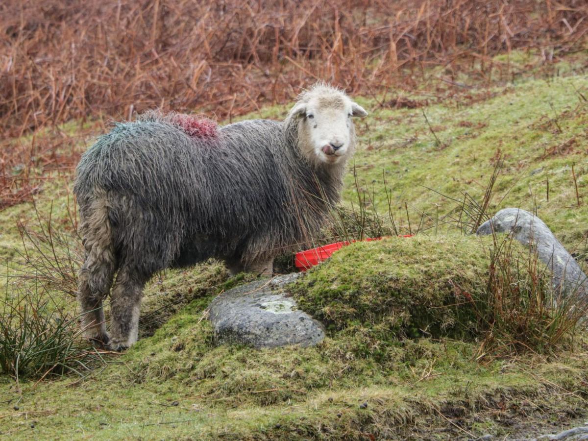 Windermere Kendal Eksteriør bilde